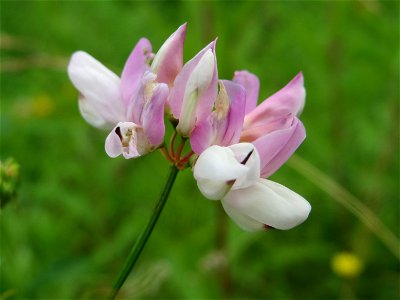 Bunte Kronwicke (Securigera varia) im Schwetzinger Hardt
