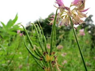 Bunte Kronwicke (Securigera varia) im Schwetzinger Hardt
