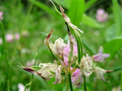 Bunte Kronwicke (Securigera varia) im Schwetzinger Hardt