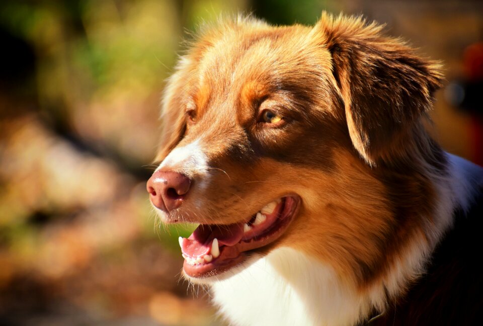 Quadruped animal cute