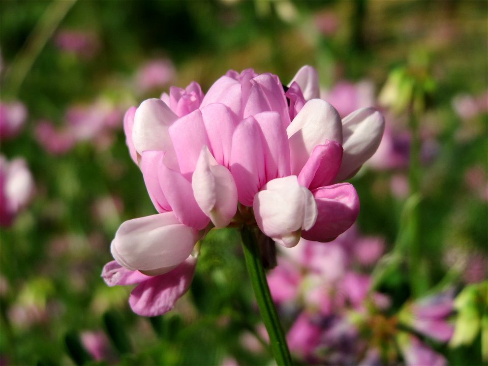 Bunte Kronwicke (Securigera varia) am Reilinger See