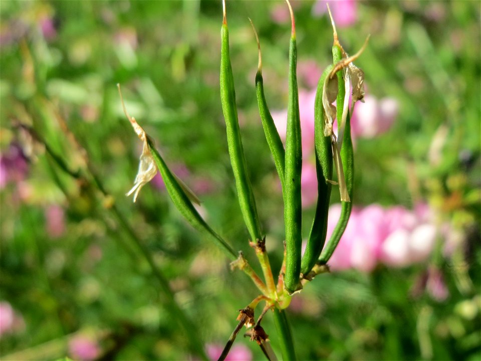 Bunte Kronwicke (Securigera varia) am Reilinger See