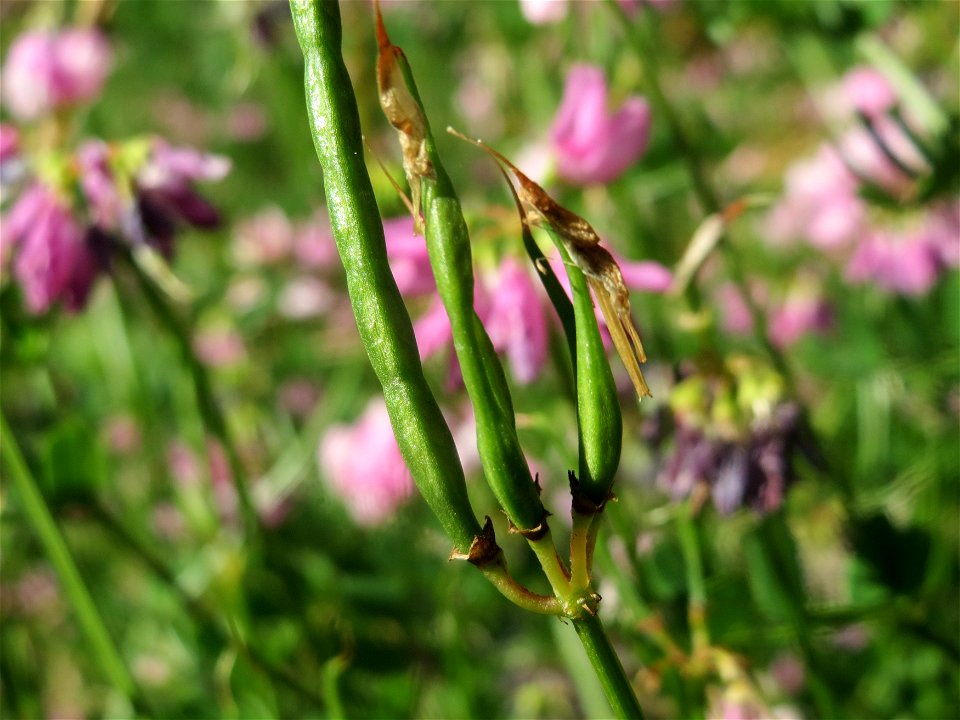 Bunte Kronwicke (Securigera varia) am Reilinger See