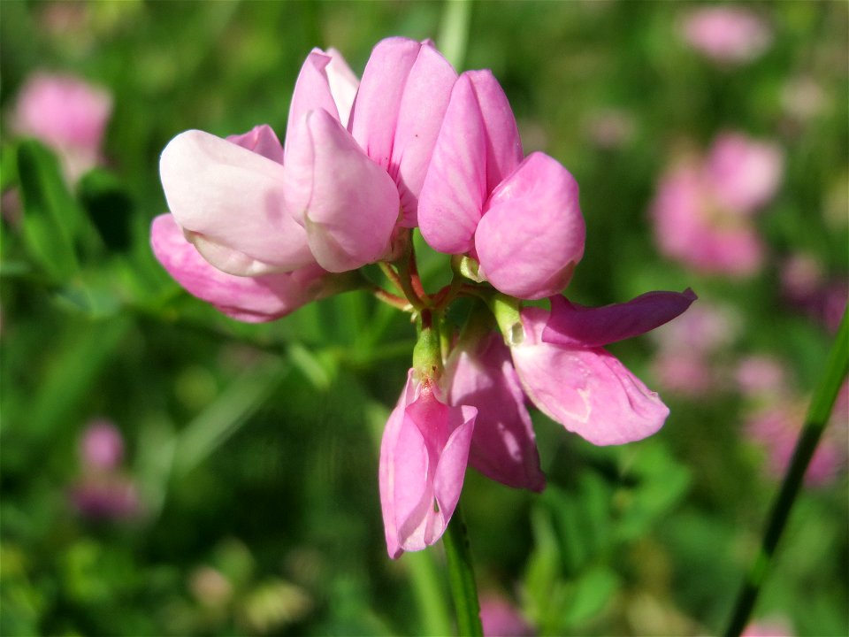 Bunte Kronwicke (Securigera varia) am Reilinger See