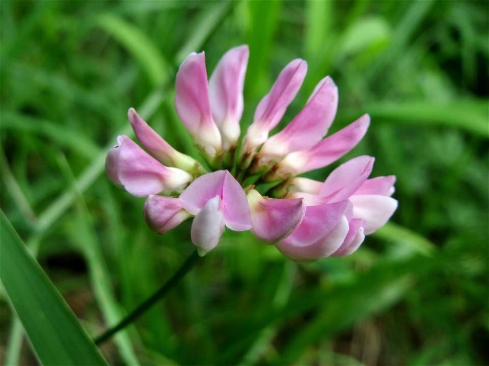 Bunte Kronwicke (Securigera varia) im Schwetzinger Hardt