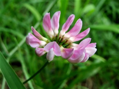 Bunte Kronwicke (Securigera varia) im Schwetzinger Hardt