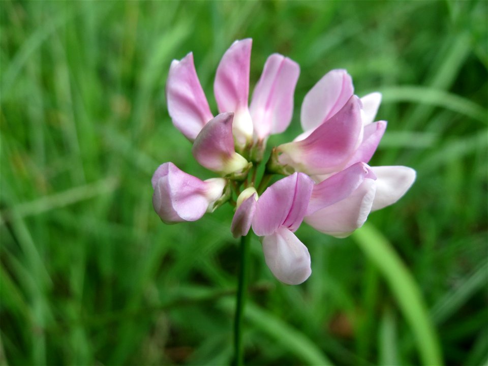 Bunte Kronwicke (Securigera varia) im Schwetzinger Hardt