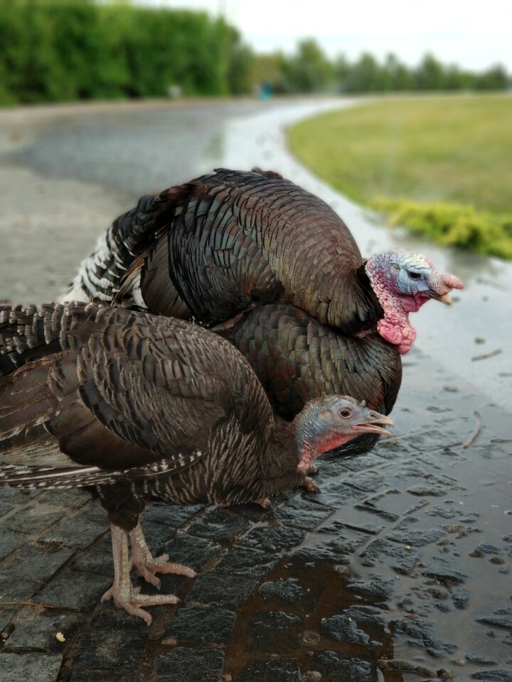 Turkey bird nature