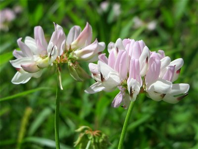 Bunte Kronwicke (Securigera varia) in der Schwetzinger Hardt