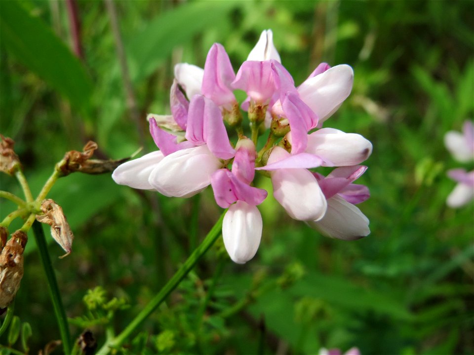 Bunte Kronwicke (Securigera varia) im Naturschutzgebiet „Steinbachtal / Netzbachtal“