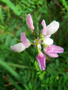 Bunte Kronwicke (Securigera varia) im Naturschutzgebiet „Steinbachtal / Netzbachtal“
