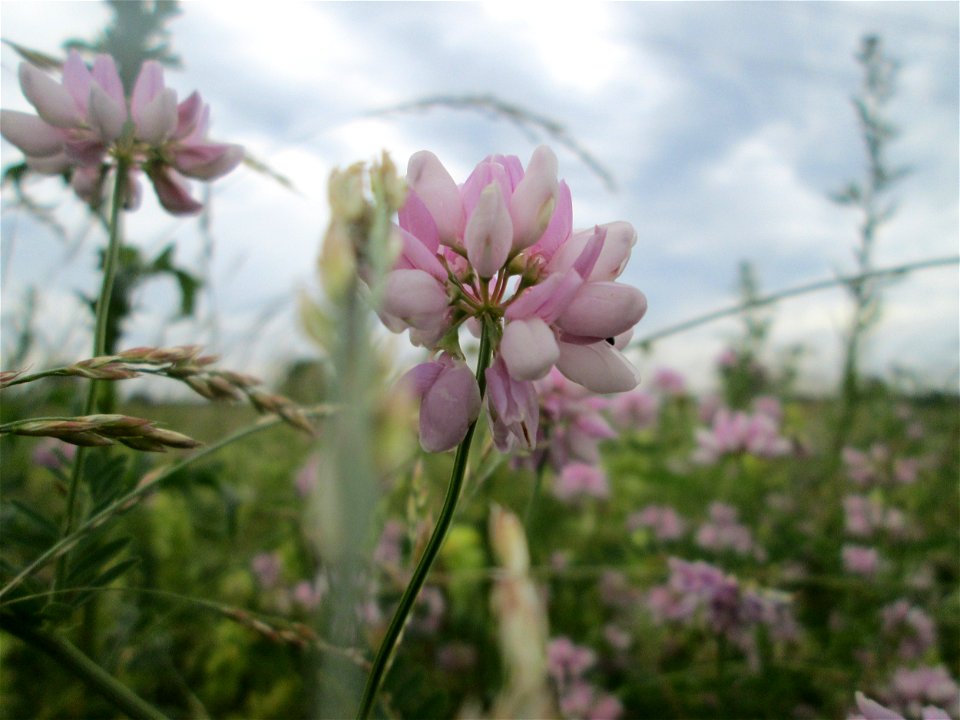 Schweden-Klee (Trifolium hybridum) Securigera varia im Landschaftsschutzgebiet „Hockenheimer Rheinbogen“