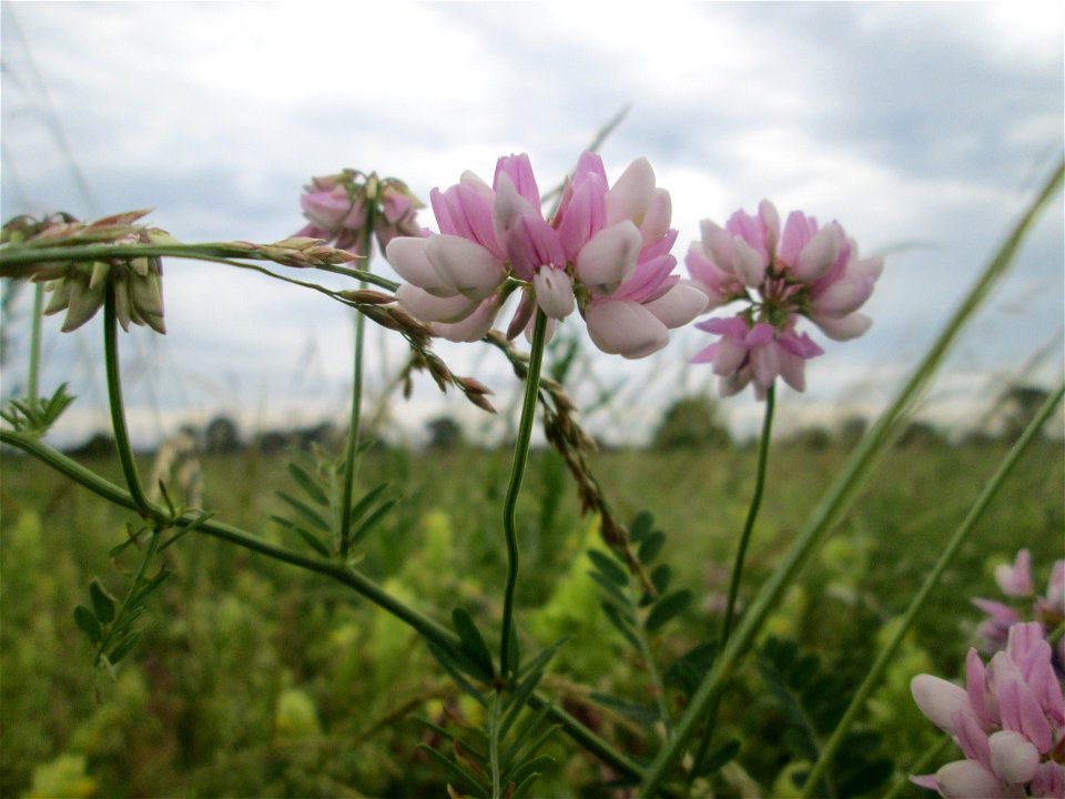 Schweden-Klee (Trifolium hybridum) Securigera varia im Landschaftsschutzgebiet „Hockenheimer Rheinbogen“