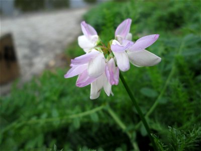 Bunte Kronwicke (Securigera varia) an der Saar in Saarbrücken