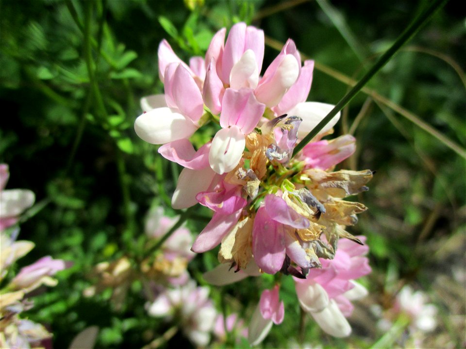 Bunte Kronwicke (Securigera varia) am Wickersberg bei Ensheim