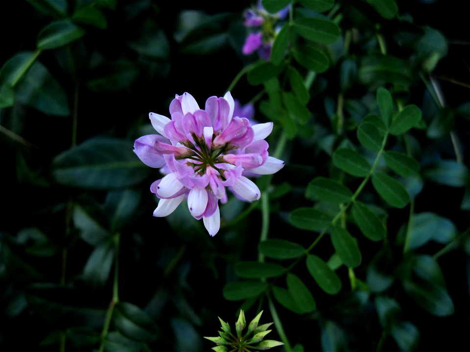 Securigera varia, Crown Vetch. Kitchener, Ontario, Canada.