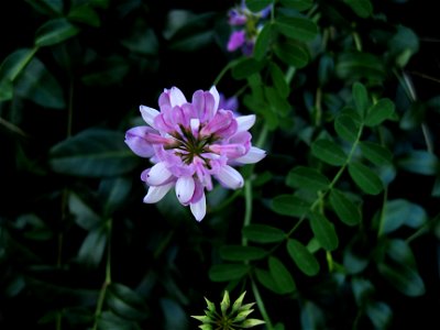 Securigera varia, Crown Vetch. Kitchener, Ontario, Canada.