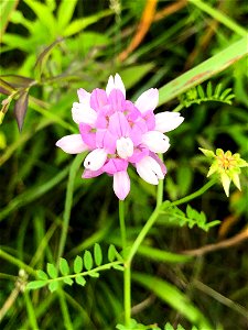 purple crownvetch (Securigera varia)
