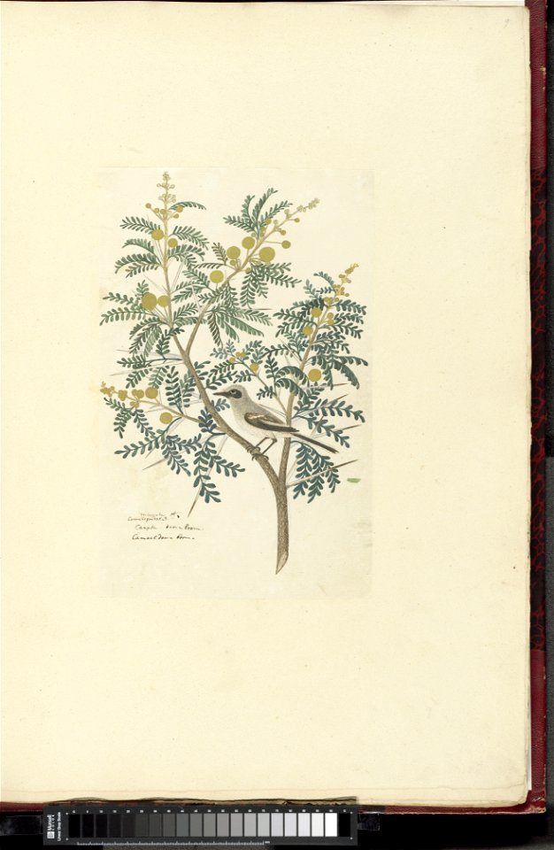 IdentificatieTitel(s): Acacia karroo Hayne or Vachellia karrooMimosa camelopardaeis / Caapse doornboom / Cameeldoorn boom (titel op object)Objecttype: tekening albumblad Objectnummer: RP-T-1914-18-9Op