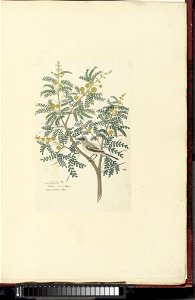 IdentificatieTitel(s): Acacia karroo Hayne or Vachellia karrooMimosa camelopardaeis / Caapse doornboom / Cameeldoorn boom (titel op object)Objecttype: tekening albumblad Objectnummer: RP-T-1914-18-9Op