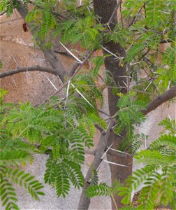 — at the San Diego Zoo, California, USA. Identified by sign. photo