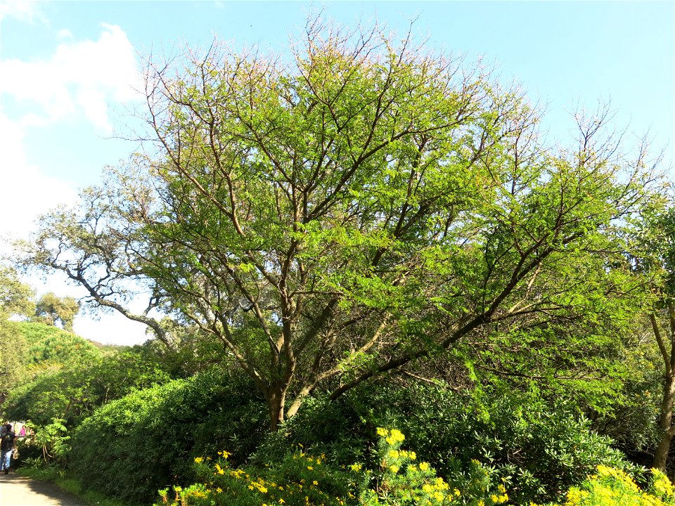 Domaine du Rayol - Acacia karroo. Rayol-Canadel-sur-Mer (Var, France).