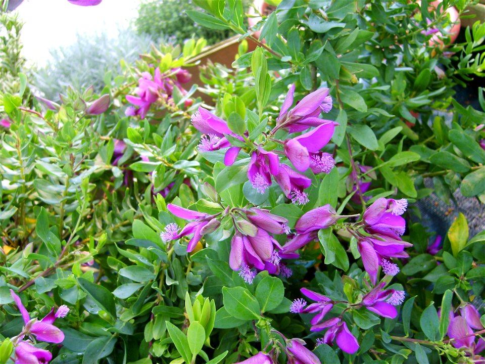 Polygala myrtifolia