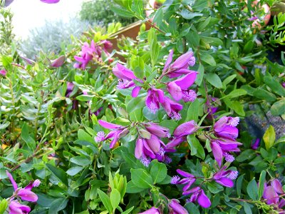 Polygala myrtifolia