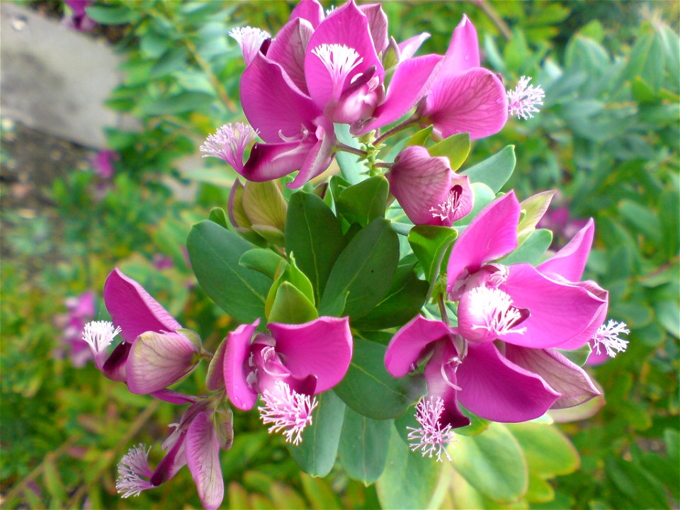 Polygala myrtifolia - Botanischer Garten Leipzig