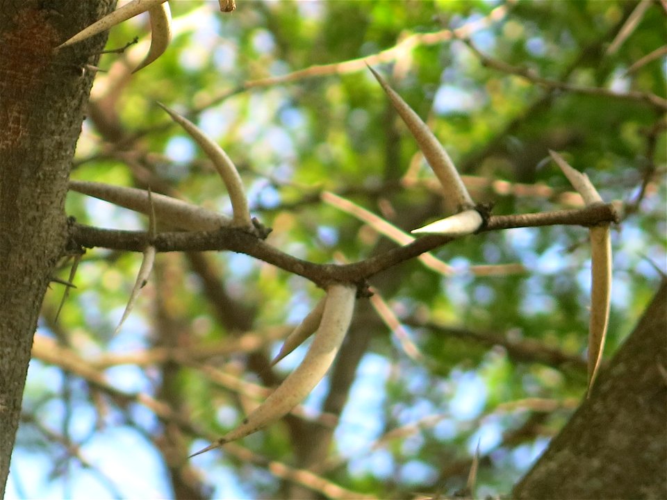 Domaine du Rayol - Spines of Acacia karroo. Rayol-Canadel-sur-Mer (Var, France).