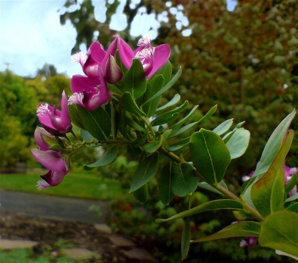 Polygala myrtifolia (var. grandiflora) - Botanischer Garten Leipzig