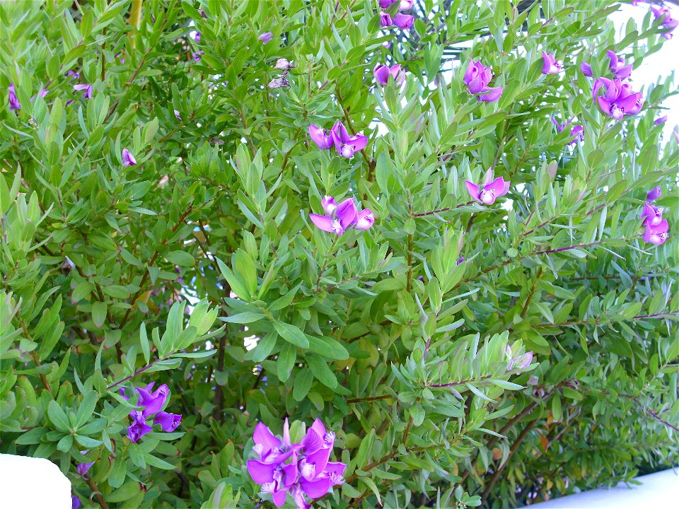 Polygala myrtifolia habit, Torrelamata, Torrevieja, Alicante, Spain