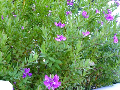 Polygala myrtifolia habit, Torrelamata, Torrevieja, Alicante, Spain