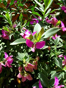 Detail of Polygala myrtifolia