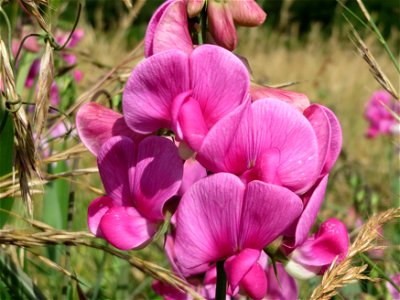 Breitblättrige Platterbse (Lathyrus latifolius) bei Nußloch