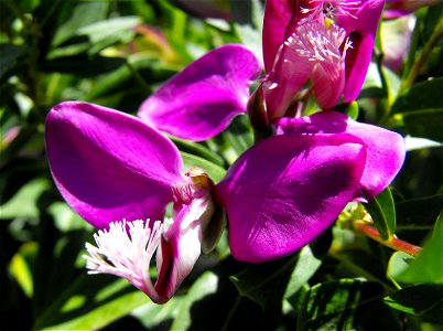 Polygala myrtifolia at San Diego Botanic Garden in Encinitas, California, USA. Identified by sign.