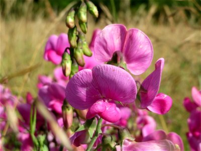 Breitblättrige Platterbse (Lathyrus latifolius) bei Nußloch