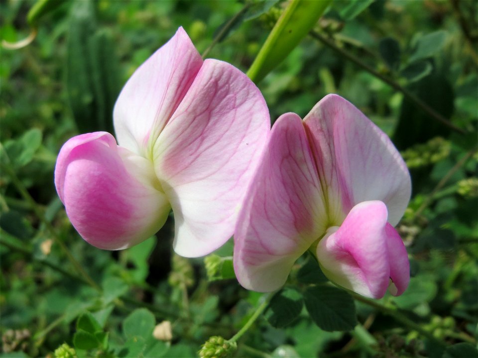 Breitblättrige Platterbse (Lathyrus latifolius) auf einer Ruderalfläche in Hockenheim