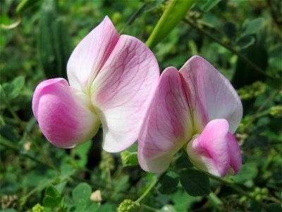 Breitblättrige Platterbse (Lathyrus latifolius) auf einer Ruderalfläche in Hockenheim