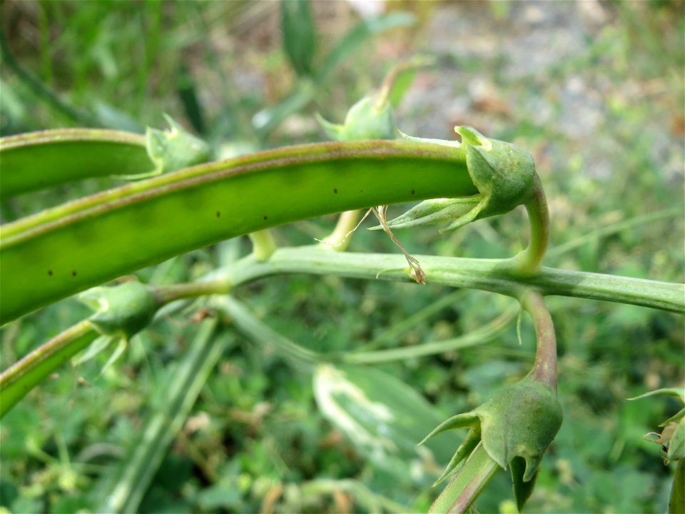 Breitblättrige Platterbse (Lathyrus latifolius) auf einer Ruderalfläche in Hockenheim