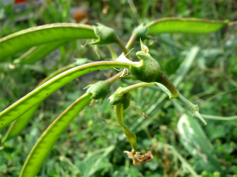 Breitblättrige Platterbse (Lathyrus latifolius) auf einer Ruderalfläche in Hockenheim