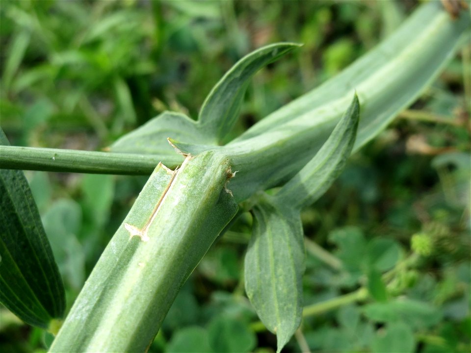 Breitblättrige Platterbse (Lathyrus latifolius) auf einer Ruderalfläche in Hockenheim