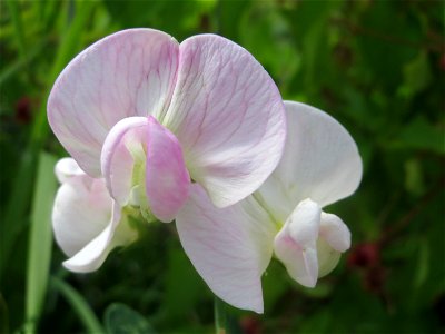 Breitblättrige Platterbse (Lathyrus latifolius) auf einer Ruderalfläche in Hockenheim