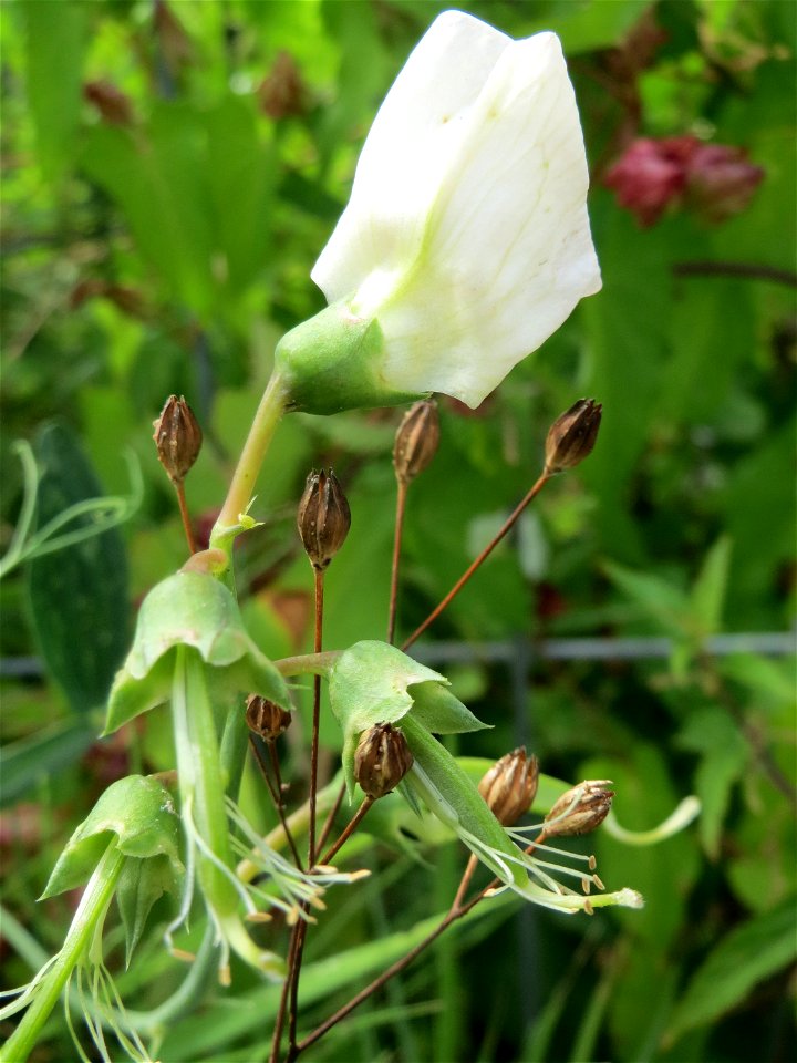 Breitblättrige Platterbse (Lathyrus latifolius) auf einer Ruderalfläche in Hockenheim