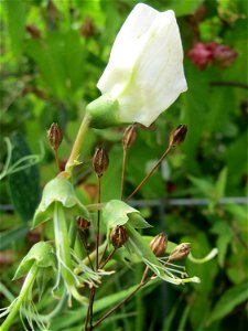 Breitblättrige Platterbse (Lathyrus latifolius) auf einer Ruderalfläche in Hockenheim