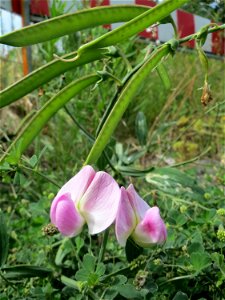 Breitblättrige Platterbse (Lathyrus latifolius) auf einer Ruderalfläche in Hockenheim
