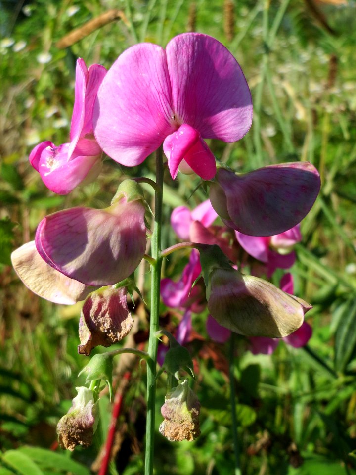 Breitblättrige Platterbse (Lathyrus latifolius) in einem aufgelassenem Schrebergarten in Hockenheim. Nachdem die Schrebergärten am Kraichbach im Februar/März 2016 einplaniert wurden, hat sich zunächst