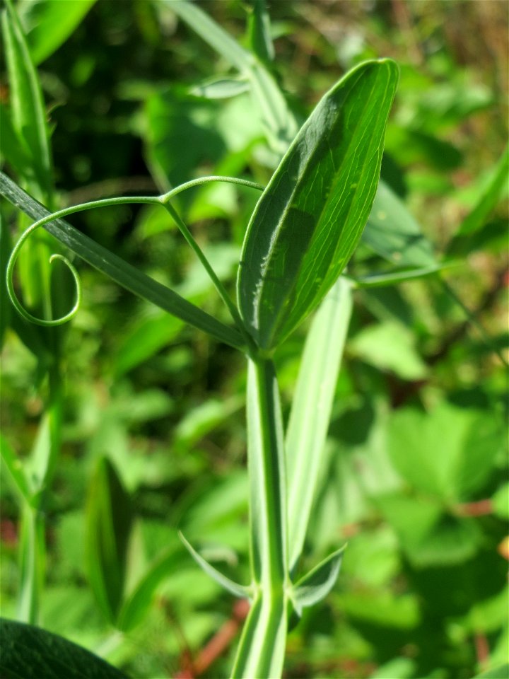 Breitblättrige Platterbse (Lathyrus latifolius) in einem aufgelassenem Schrebergarten in Hockenheim. Nachdem die Schrebergärten am Kraichbach im Februar/März 2016 einplaniert wurden, hat sich zunächst