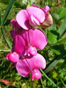 Breitblättrige Platterbse (Lathyrus latifolius) in einem aufgelassenem Schrebergarten in Hockenheim. Nachdem die Schrebergärten am Kraichbach im Februar/März 2016 einplaniert wurden, hat sich zunächst