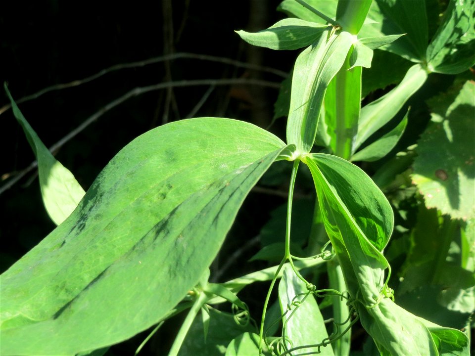 Breitblättrige Platterbse (Lathyrus latifolius) an der Habsterhöhe in Alt-Saarbrücken